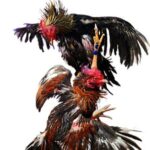 Festival Sabung Ayam Online