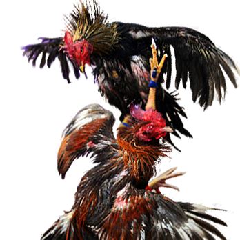 Festival Sabung Ayam Online